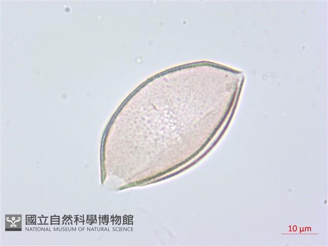 綿棗兒、地棗子藏品圖，第4張