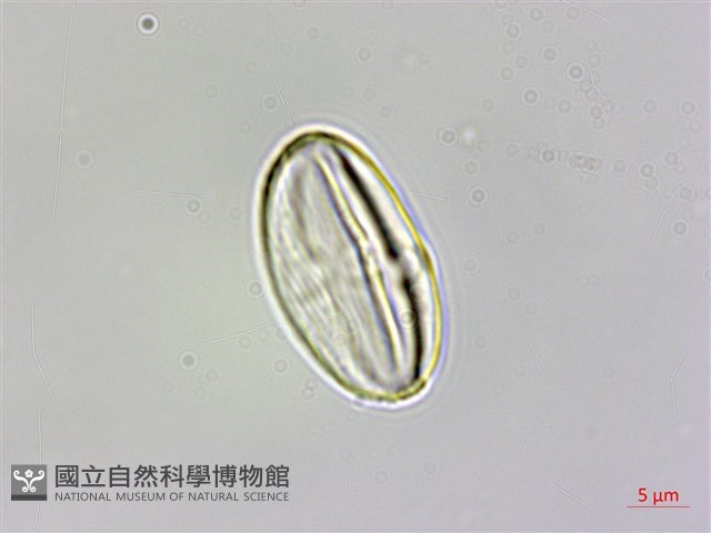 圓果秋海棠藏品圖，第5張