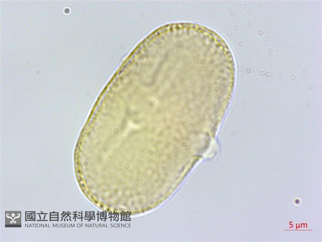 玉山當歸藏品圖，第4張