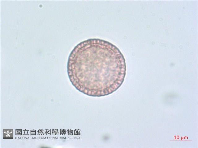 南嶺蕘花藏品圖，第5張