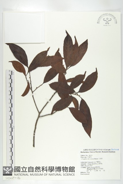 山紅柿藏品圖，第6張