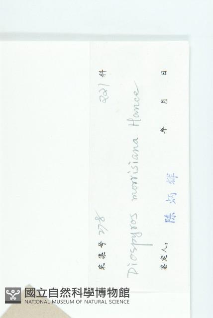 山紅柿藏品圖，第6張