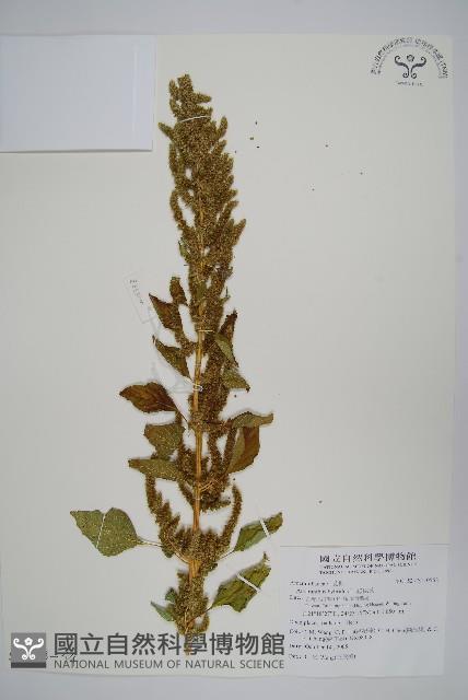 綠穗莧藏品圖，第7張