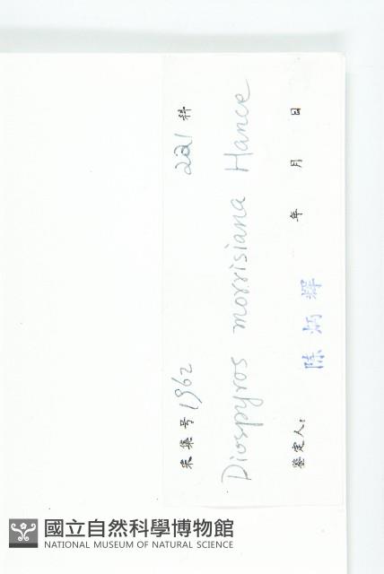 山紅柿藏品圖，第6張