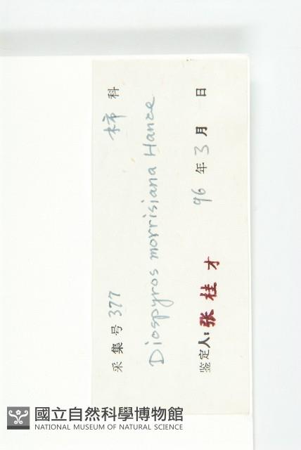 山紅柿藏品圖，第6張