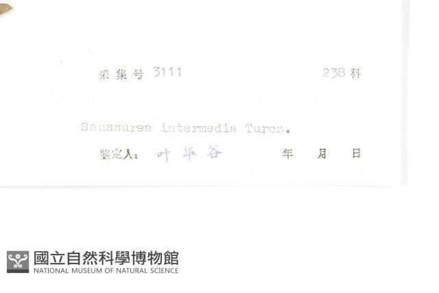 瓜槌草、漆姑草藏品圖，第6張