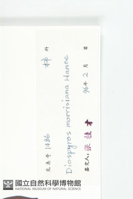 山紅柿藏品圖，第6張