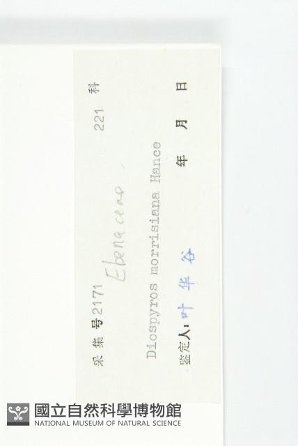 山紅柿藏品圖，第6張