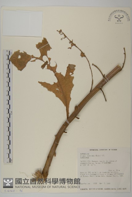 裂葉艾納香藏品圖，第7張