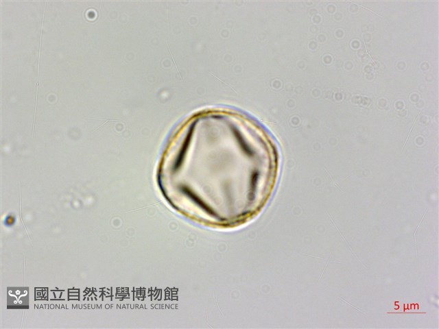 小刺山柑藏品圖，第8張