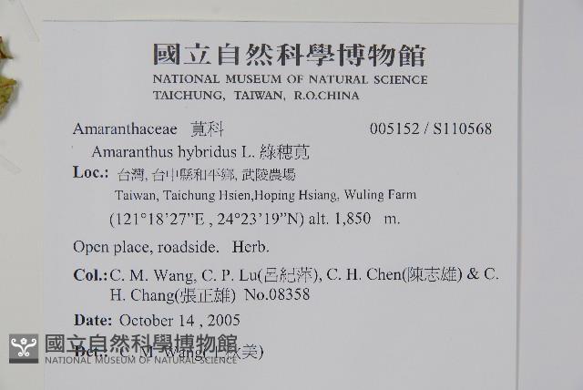綠穗莧藏品圖，第8張