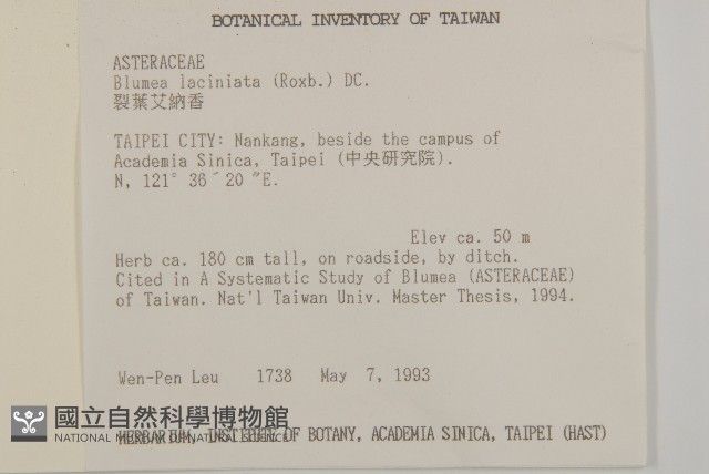 裂葉艾納香藏品圖，第8張
