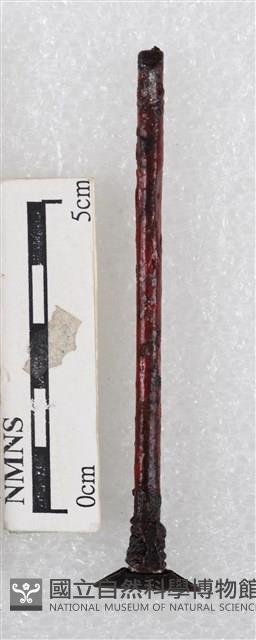 蠟刀藏品圖，第1張