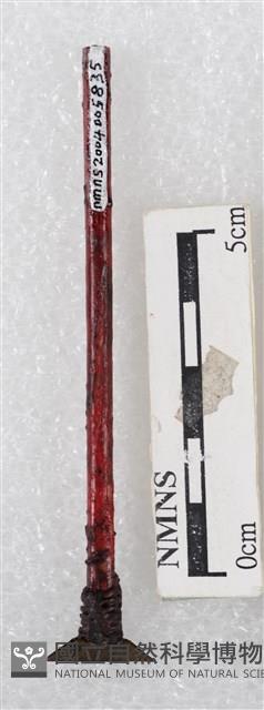 蠟刀藏品圖，第2張