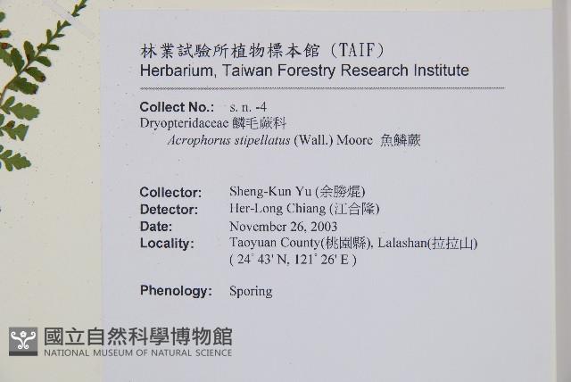 魚鱗蕨藏品圖，第14張