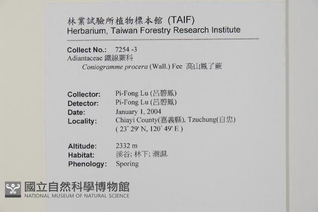 高山鳳丫蕨藏品圖，第12張