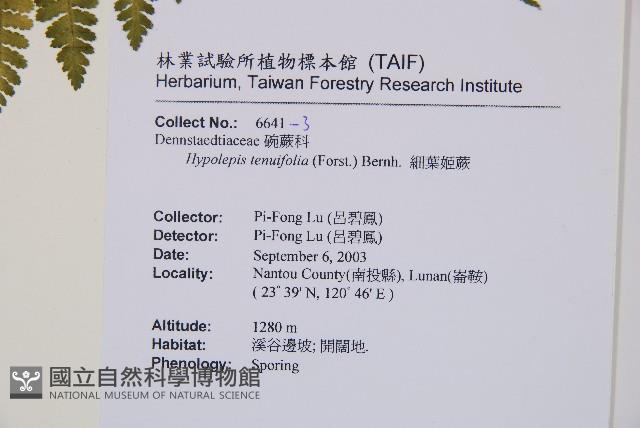 細葉姬蕨藏品圖，第12張