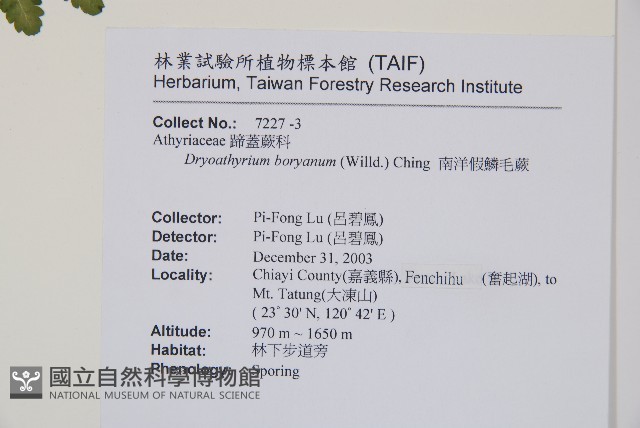 南洋假鱗毛蕨藏品圖，第12張