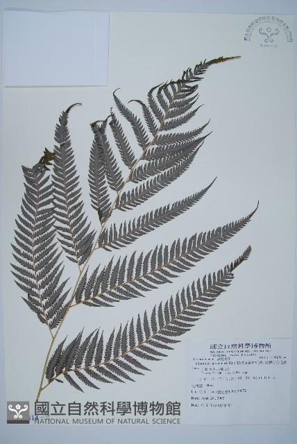 臺灣金狗毛蕨藏品圖，第11張