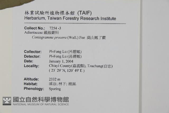 高山鳳丫蕨藏品圖，第7張
