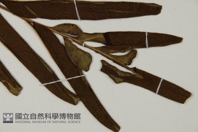 鹵蕨藏品圖，第10張