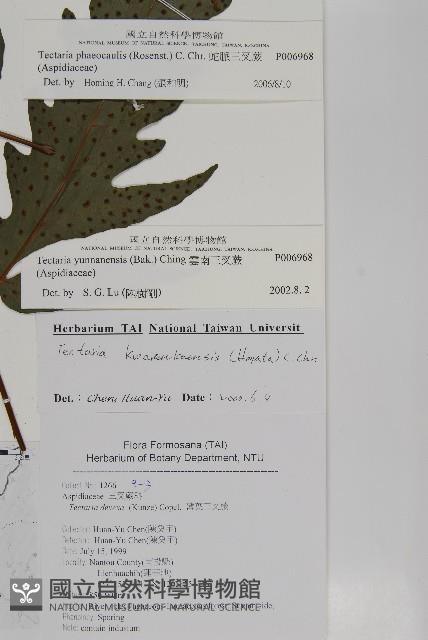 蛇脈三叉蕨藏品圖，第12張