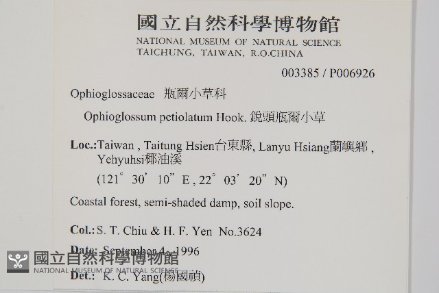 鈍頭瓶爾小草、狹葉瓶爾小草藏品圖，第2張