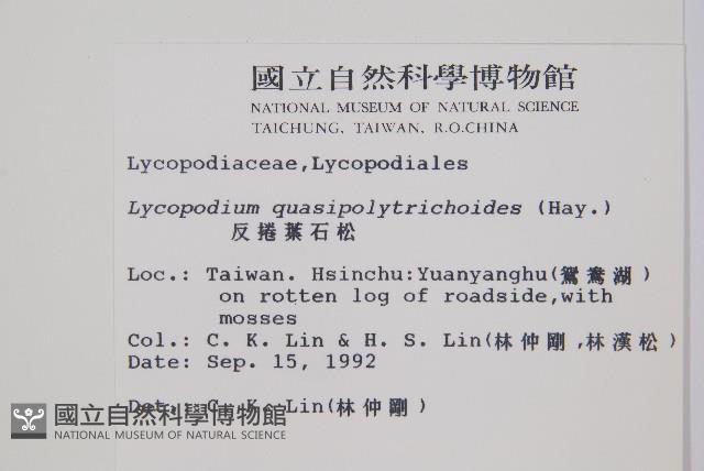 蛇足石杉、千層塔藏品圖，第2張