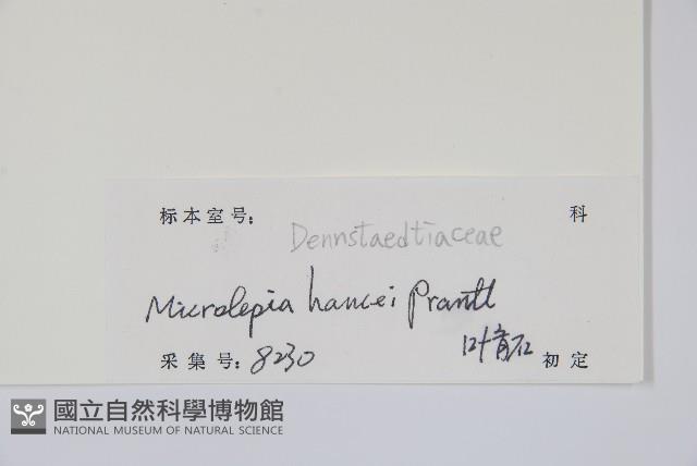 華南鱗蓋蕨藏品圖，第2張