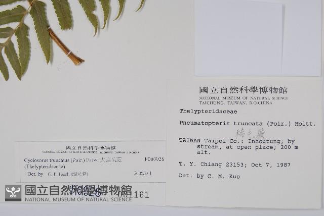 大葉毛蕨藏品圖，第2張