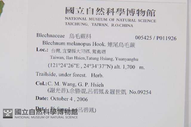 雉尾烏毛蕨藏品圖，第2張