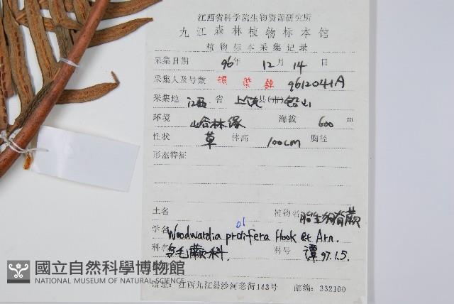 東方狗脊蕨藏品圖，第2張