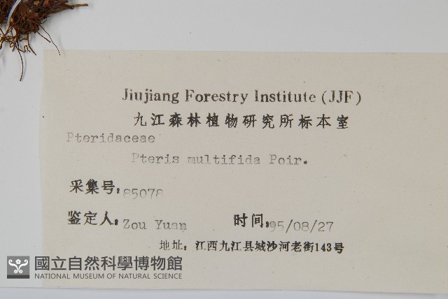 鳳尾蕨藏品圖，第2張