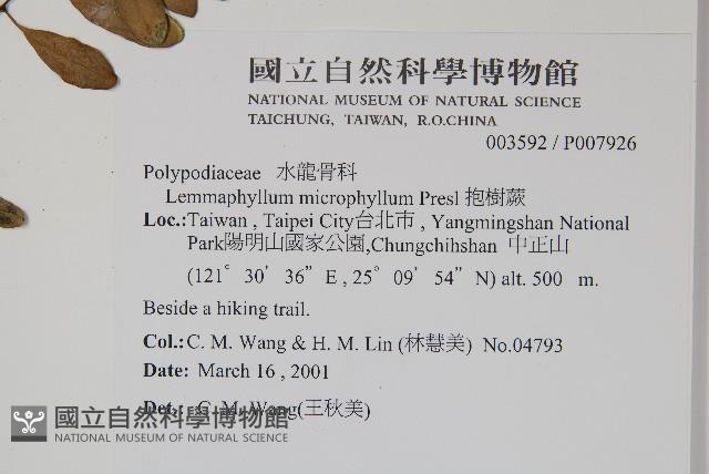 抱樹蕨、伏石蕨藏品圖，第2張