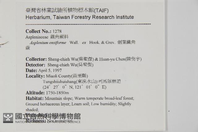 劍葉鐵角蕨、箭葉鐵角蕨藏品圖，第2張