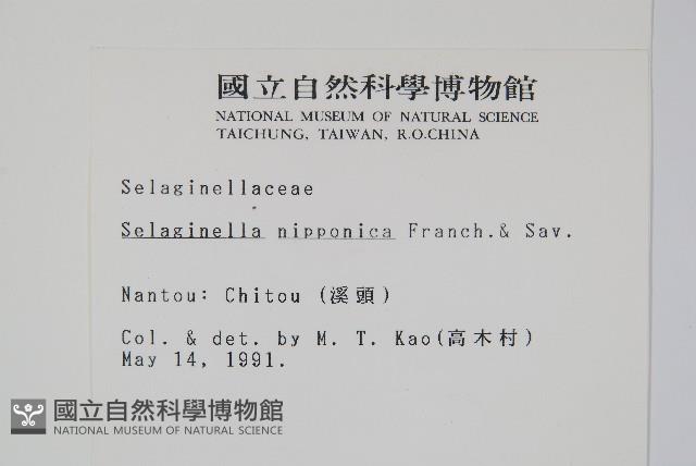 日本卷柏藏品圖，第2張