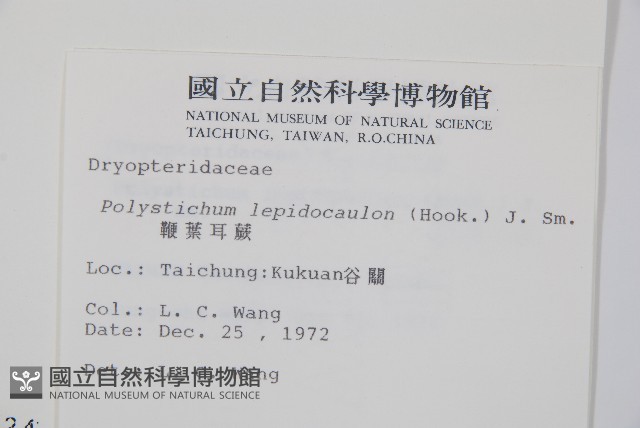 鞭葉耳蕨藏品圖，第2張