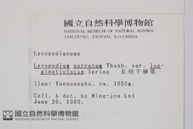 長柄千層塔藏品圖，第2張