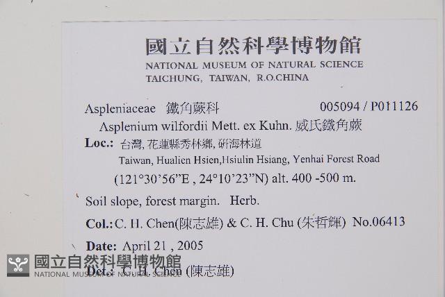 威氏鐵角蕨藏品圖，第2張