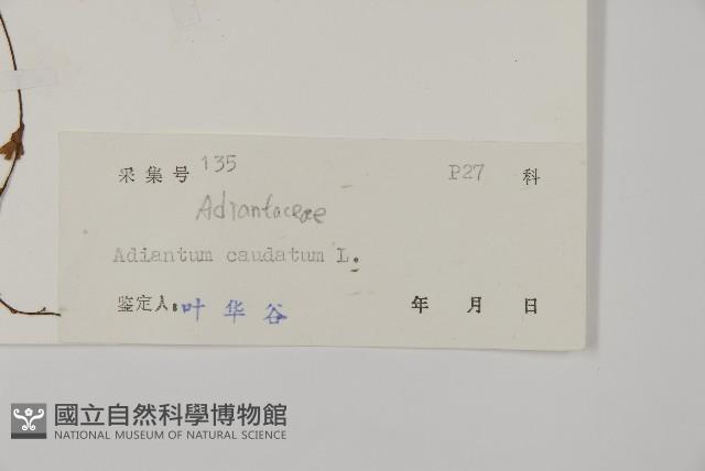 鞭葉鐵線蕨藏品圖，第2張