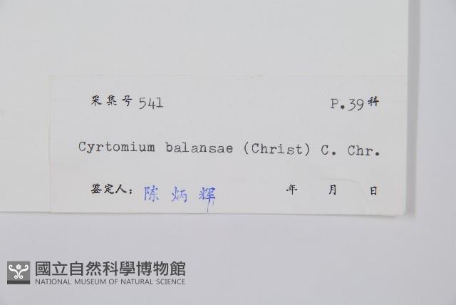 鐮羽貫眾藏品圖，第2張