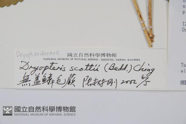 史氏鱗毛蕨藏品圖，第2張