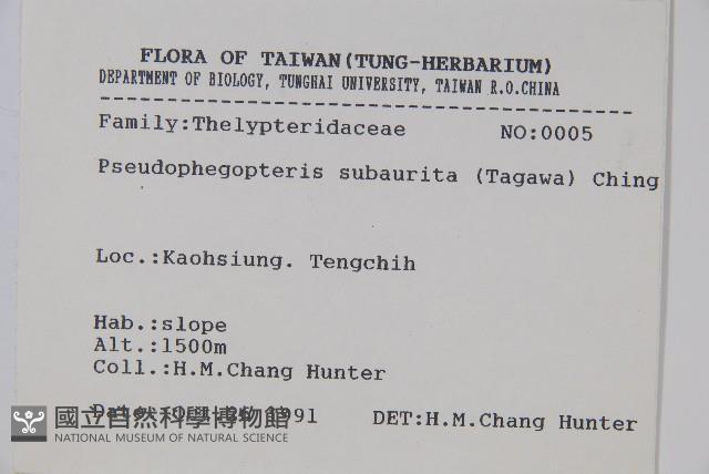 光囊紫柄蕨藏品圖，第2張