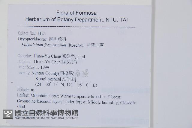 臺灣耳蕨藏品圖，第2張