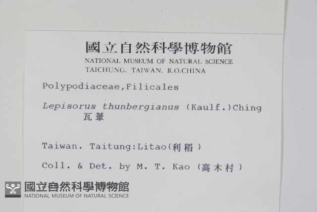 瓦葦藏品圖，第2張