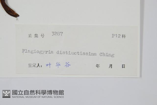 鐮葉瘤足蕨藏品圖，第2張