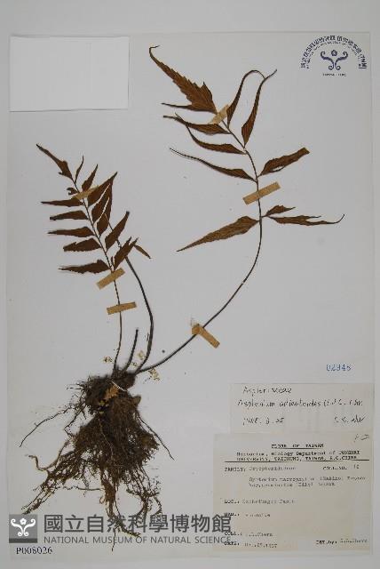 革葉鐵角蕨藏品圖，第1張