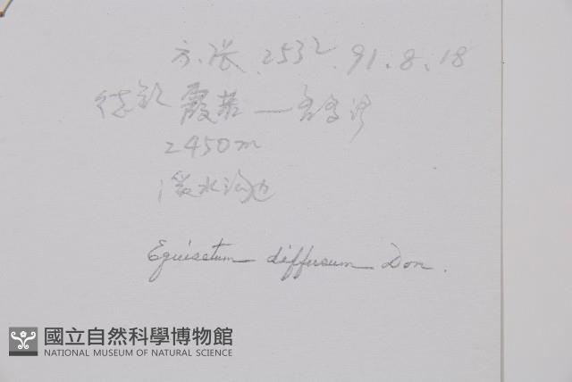 散生木賊藏品圖，第2張