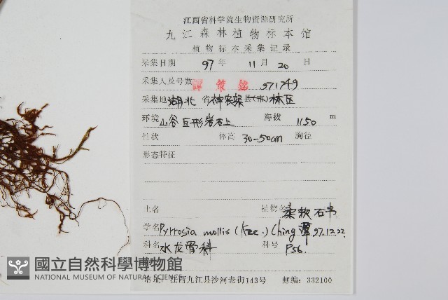 多形石葦藏品圖，第2張