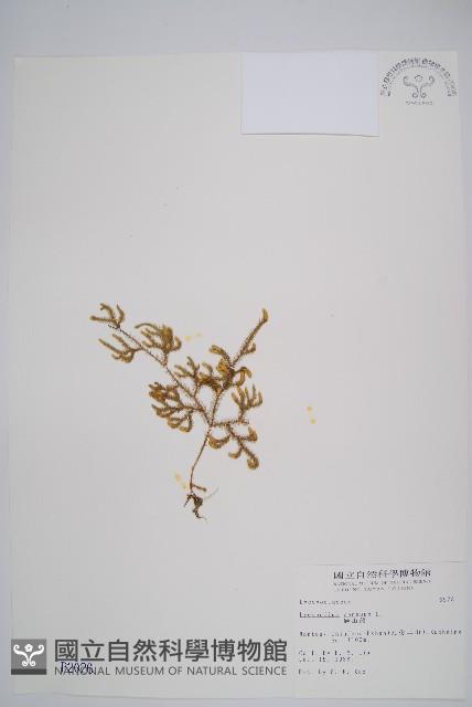 過山龍藏品圖，第1張